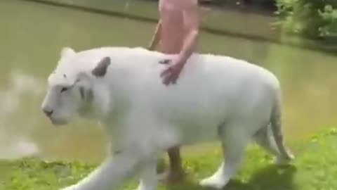 Funny Cats And Dogs Videos 😂 #4 - Best Funniest Animal Videos 2023 😅