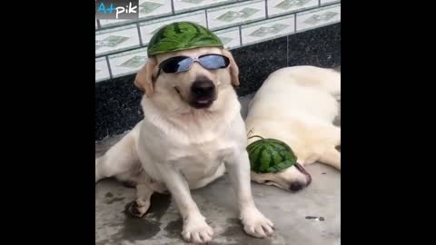 Watermelon Helmet Dog - Make Fun