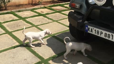 Mudhol Hound Puppies