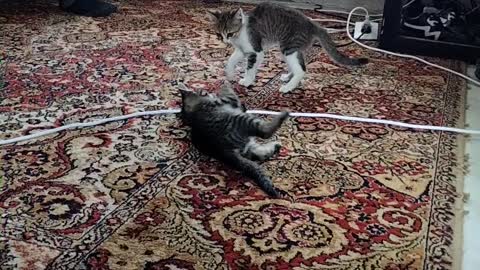 two aggressive cats