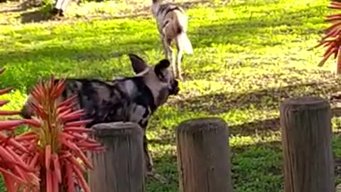 wild dog doesn't want to share his meal