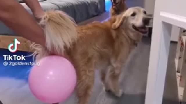 doggy fart balloon cfgrfg