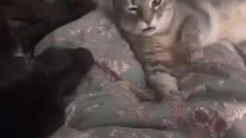 Funny cats and more fun