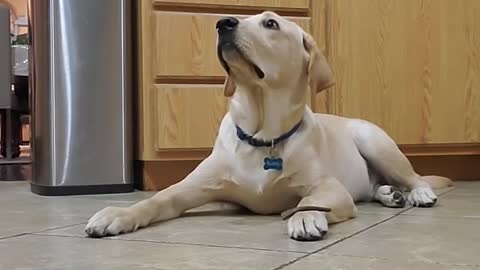 Labrador Dog Shows How Well Trained He is #Shorts