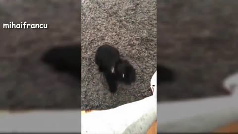 Puppies Barking - A Cute Dogs Barking Videos Compilation