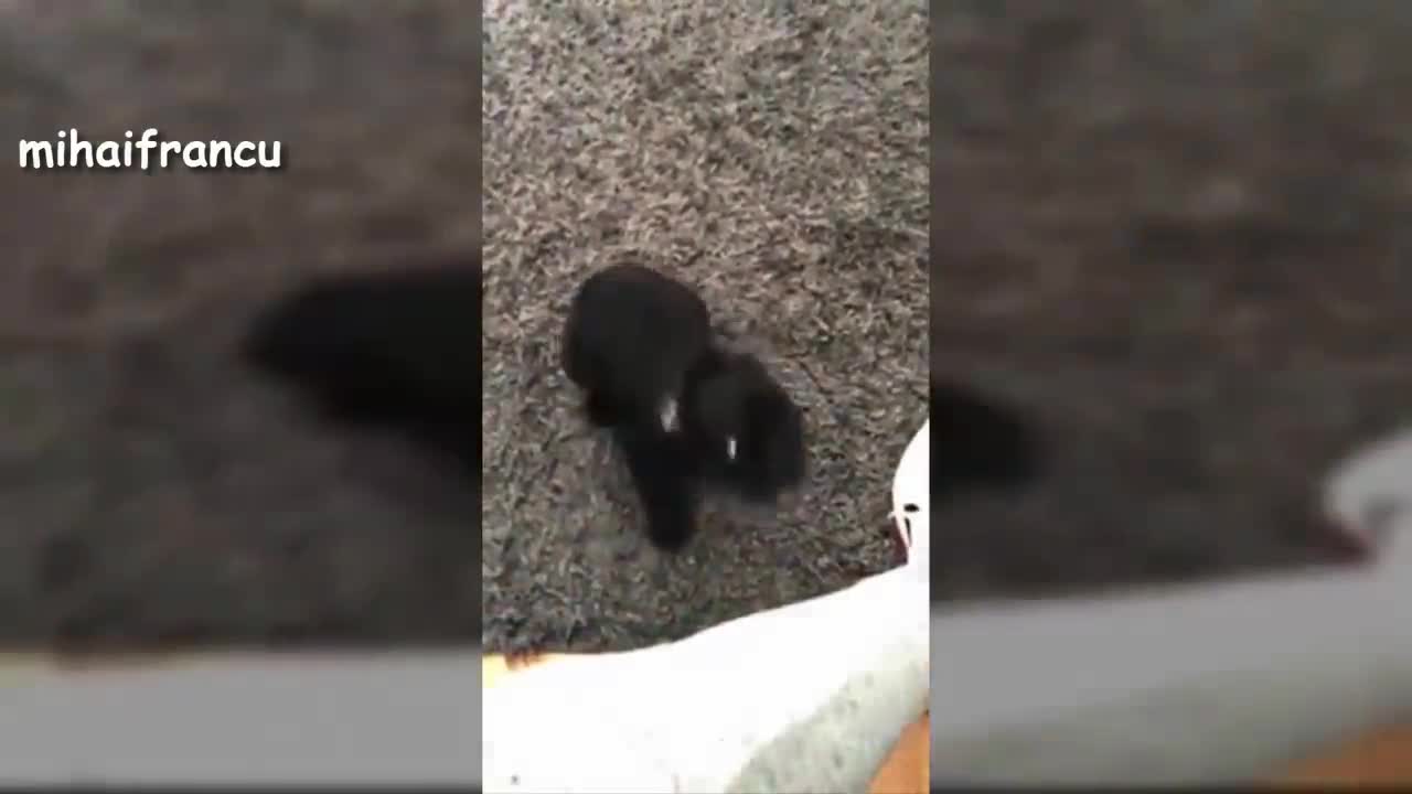 Puppies Barking - A Cute Dogs Barking Videos Compilation