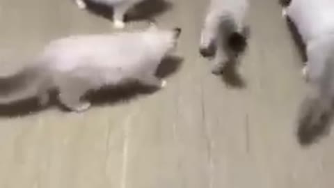 Cats - Baby cats - funny and fluffy (143) / Gatos - Filhotes - engraçados e fofos (143) #shorts