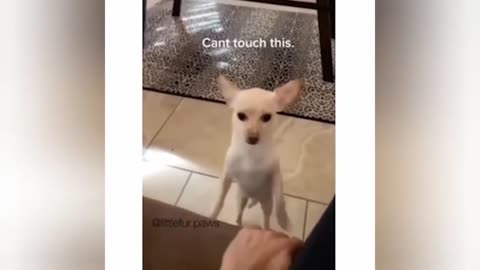 Try Not To Laugh!