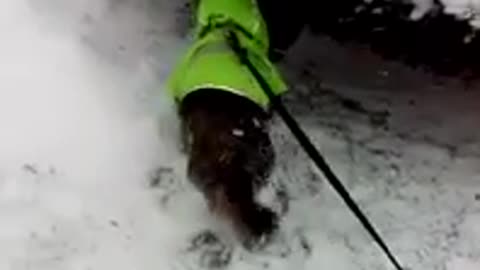 yt1s.com - Cute puppy video Our terrier mixed dog playing in the snow_360p