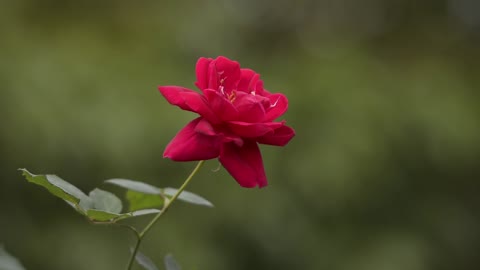 Beautiful Rose Flower