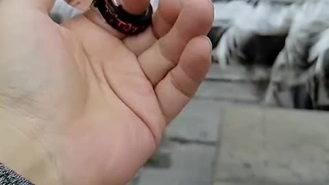 Unique videos
