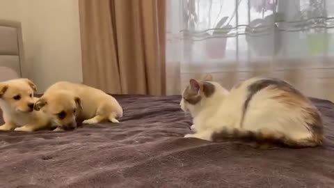 Funny Puppies Reaction to Cat