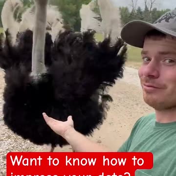 This bird has the moves! #animals #coolanimals #funny #birds