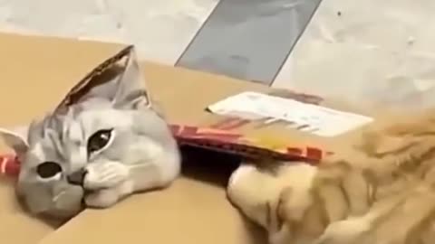 Funny cat videos....