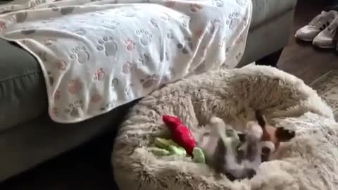 Dogs and mats