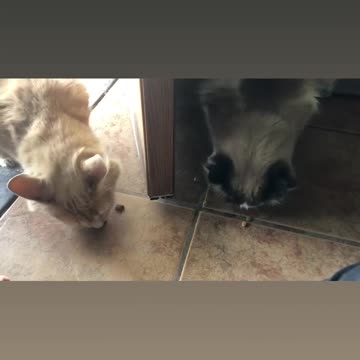 Orange Tabby Cat Prowling Through Grass And Plants