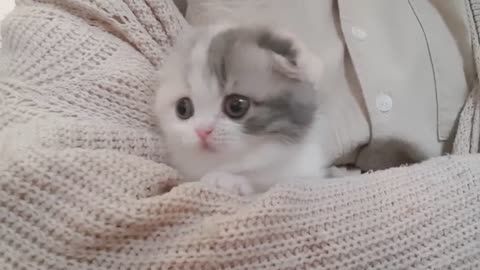 可爱短腿小猫