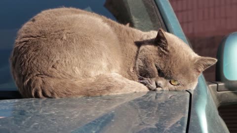 A cat on the car