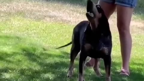 Funny Animal Videos 2024 Best Dogs And Cats Videos 😺😍 #86