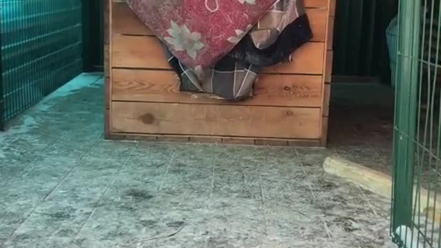 Сколько алабутиков насчитали