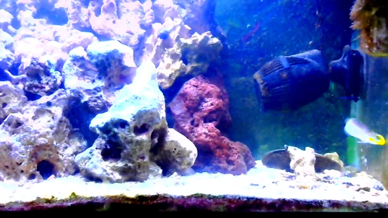 Golden Headed Sleeper Goby Moving Some Sand
