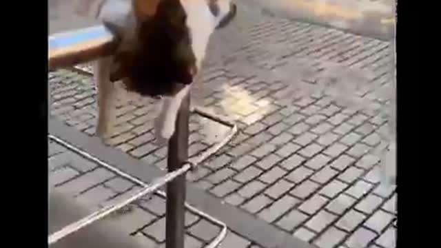 cat making a mess and getting very ready🤣
