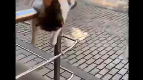 cat making a mess and getting very ready🤣
