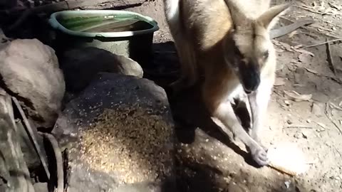 Wrough for Wallabies, Fighting/Fornicating Ducks and Wattle Flowers