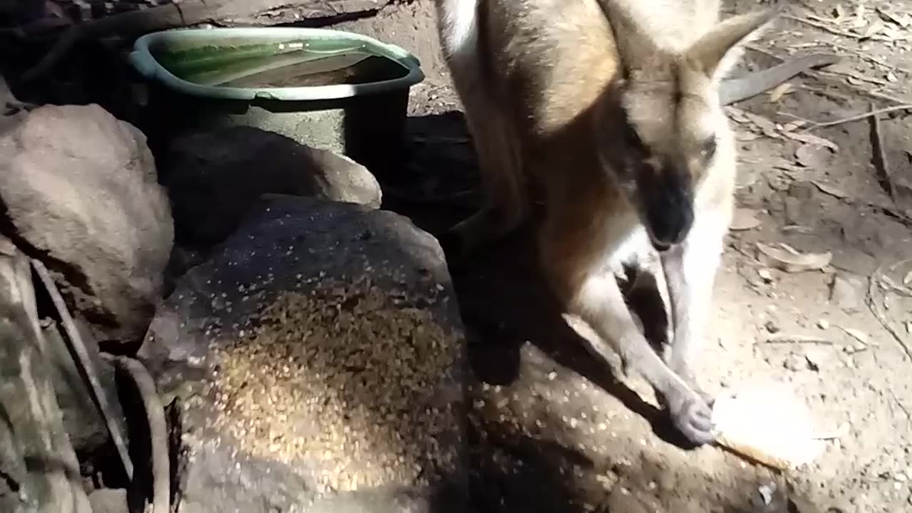 Wrough for Wallabies, Fighting/Fornicating Ducks and Wattle Flowers