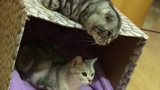 The cat below is looking up at the cat above