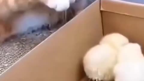 The cat hit the little hen and hide funny video 🤣🤣