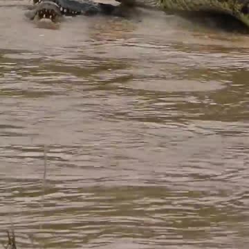 Crocodiles Battle it Out