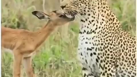 Leopard have a nice heart