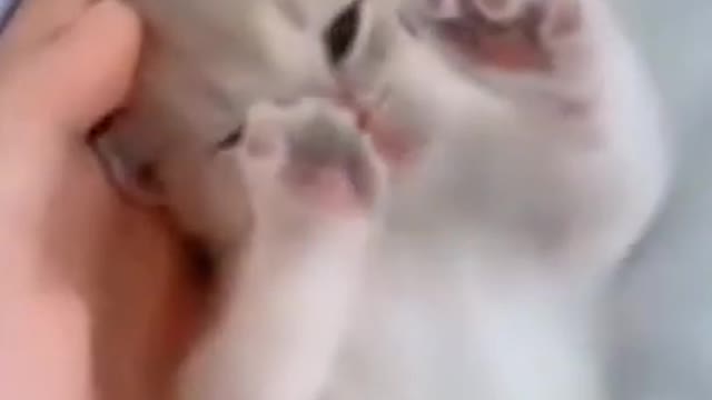 funny cats and dogs