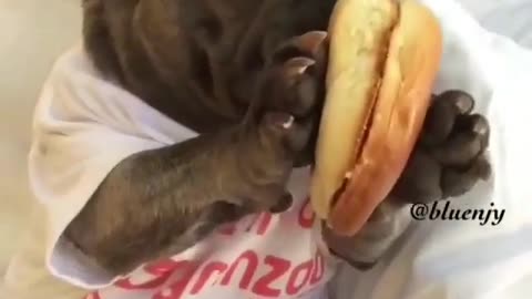Leisure puppy