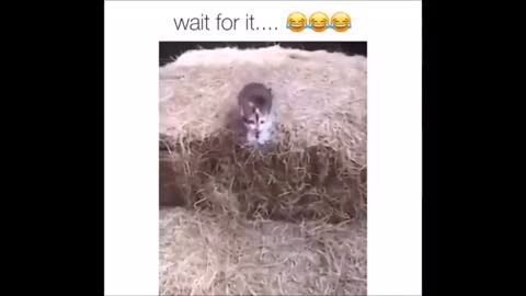 Cute cats and kittens !!!