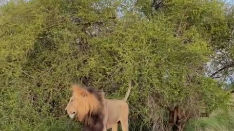 Mating Lions❤✨😊