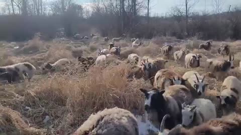 Spot Hollow Flock hiking up to "sheep camp"