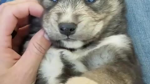 The puppy is super cute,