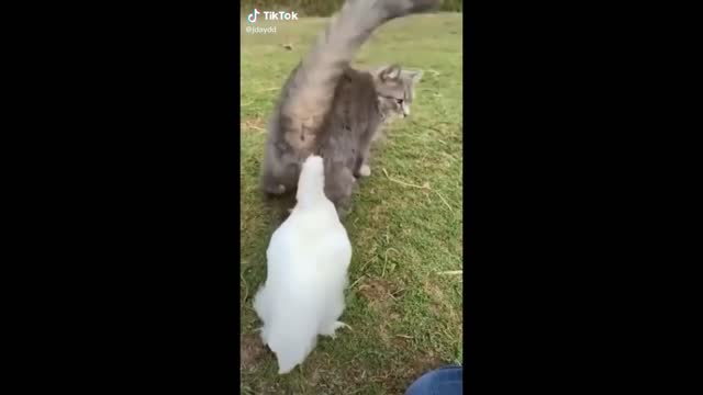 Funny animals 2