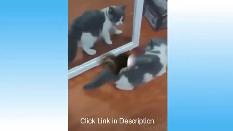 Funny cute kittens 👇🐈😂