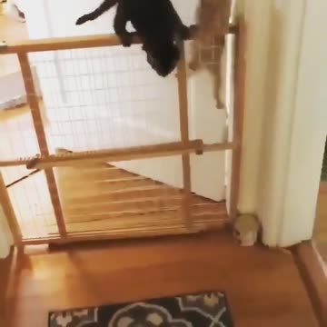 Don’t try to make a gate for cats because it doesn’t work