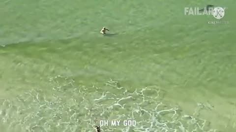 Funny Animal Video