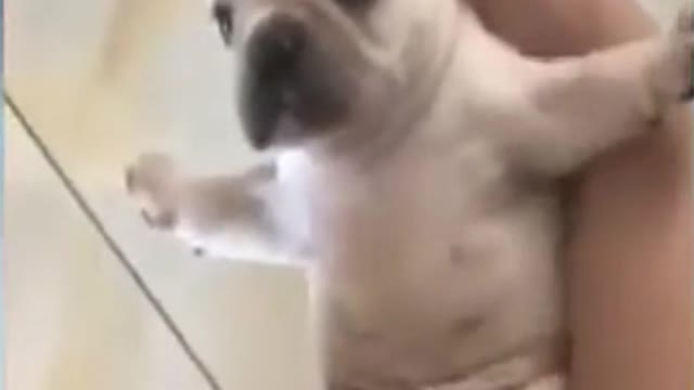 Funny Cats and Dogs - Best memes, Animals, Try not laugh