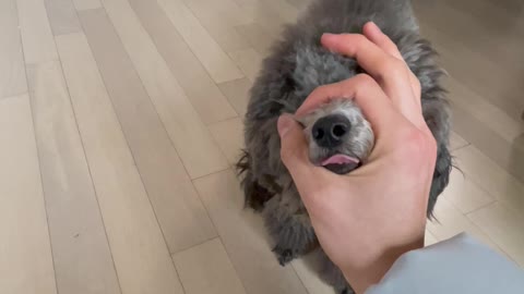 A dog who listens well