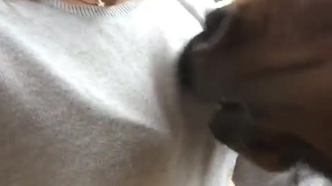Brown horse sniff's blonde girl's chest