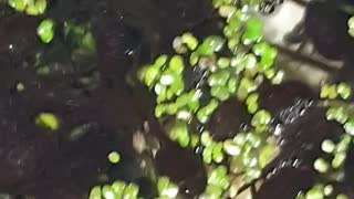 Tadpoles this year