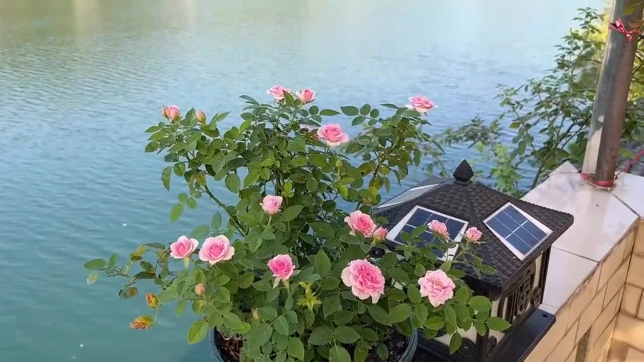 flowers and house and lake