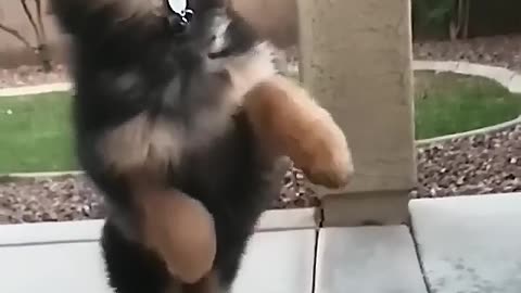 The dog playing with balls
