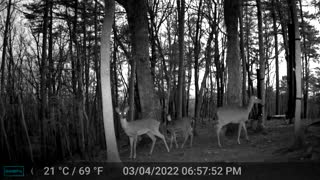 The Woods - 03/06/2022